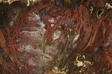 Colorful, Agate Replaced Petrified Wood Slab - Texas #236526-1